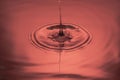 Close up view of drops making circles on red water surface isolated on background Royalty Free Stock Photo