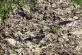 Close up view on dry agricultural grounds influenced by climate change