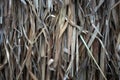 Close up view , dry straw thatch roof of traditional Royalty Free Stock Photo