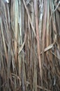 Close up view , dry straw thatch roof of traditional Royalty Free Stock Photo