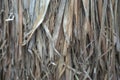 Close up view , dry straw thatch roof of traditional Royalty Free Stock Photo