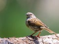 Close-up view of a Dunnock perching on the wooden branch with the blurred green background