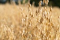 Close up view of an ear of oats in the field oat growing on field Royalty Free Stock Photo