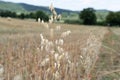 Close up view of an ear of oats in the field oat growing on field Royalty Free Stock Photo
