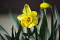 Yellow Daffodil in Bright Sunlight Royalty Free Stock Photo