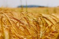 Close up view of the ears of golden wheat field