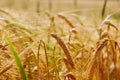 Close up view of the ears of golden wheat field Royalty Free Stock Photo