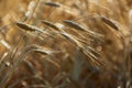 Ears of organic spelt Triticum spelta in a field at dawn, Hautes-Alpes, France Royalty Free Stock Photo