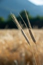 Ears of organic spelt Triticum spelta in a field at dawn, Hautes-Alpes, France Royalty Free Stock Photo