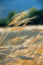 Ears of organic spelt Triticum spelta in a field at dawn, Hautes-Alpes, France Royalty Free Stock Photo