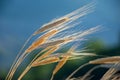 Ears of organic spelt Triticum spelta in a field at dawn, Hautes-Alpes, France Royalty Free Stock Photo