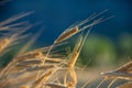 Ears of organic spelt Triticum spelta in a field at dawn, Hautes-Alpes, France Royalty Free Stock Photo