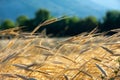 Ears of organic spelt Triticum spelta in a field at dawn, Hautes-Alpes, France Royalty Free Stock Photo