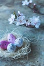 Close up view of an Easter nest with white and pink freckled and spring tree branches on wooden background Royalty Free Stock Photo