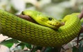 Close-up view of an Eastern Green Mamba Royalty Free Stock Photo