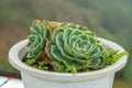 Echevaria succulent plant