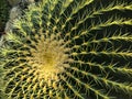 A close-up view of Echinocactus grusonii cactus. The texture of the thorns Royalty Free Stock Photo