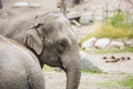 Close up view of elephant head. Beautiful wild animals background Royalty Free Stock Photo