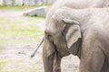 Close up view of elephant head. Beautiful wild animals background. Royalty Free Stock Photo