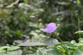 An elevated spurred butterfly pea flower blooming on a vine Royalty Free Stock Photo