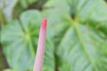 Close up view of an elevated tip of the pinkish spadix of a red Anthurium flower Royalty Free Stock Photo
