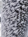 Rime Ice Formations on Tree Bark in Winter Royalty Free Stock Photo