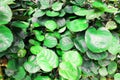 Close up view of emerald fun green plants. Deep green plant. Scandinavian style decor Plant Green leaf. Fiddle Leaf fig Royalty Free Stock Photo