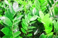 Close up view of emerald fun green plants. Deep green plant. Scandinavian style decor Plant Green leaf. Fiddle Leaf fig Royalty Free Stock Photo