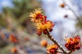 Close up view of emerging blossoms on a red maple tree acer rubrum in spring