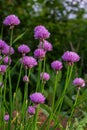 Close up view of emerging purple buds and blossoms on edible chives plants allium schoenoprasum Royalty Free Stock Photo