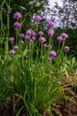 Close up view of emerging purple buds and blossoms on edible chives plants allium schoenoprasum Royalty Free Stock Photo