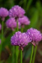 Close up view of emerging purple buds and blossoms on edible chives plants allium schoenoprasum Royalty Free Stock Photo