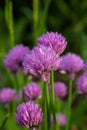 Close up view of emerging purple buds and blossoms on edible chives plants allium schoenoprasum Royalty Free Stock Photo