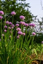 Close up view of emerging purple buds and blossoms on edible chives plants allium schoenoprasum Royalty Free Stock Photo