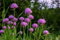 Close up view of emerging purple buds and blossoms on edible chives plants allium schoenoprasum Royalty Free Stock Photo