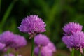 Close up view of emerging purple buds and blossoms on edible chives plants allium schoenoprasum Royalty Free Stock Photo