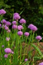 Close up view of emerging purple buds and blossoms on edible chives plants allium schoenoprasum Royalty Free Stock Photo