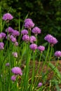 Close up view of emerging purple buds and blossoms on edible chives plants allium schoenoprasum Royalty Free Stock Photo