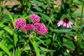 Close-up view of emerging rosy pink blossoms and buds on a swamp milkweed plant