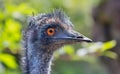 Close-up view of an Emu