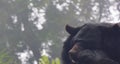 close up view of a endangered asiatic black bear (ursus thibetanus) in the wild, singalila forest Royalty Free Stock Photo