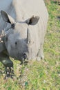 Close up view of endemic and endangered indian one horned rhino or greater one horned rhinoceros rhinoceros unicornis Royalty Free Stock Photo