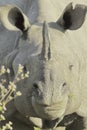 Close up view of endemic and endangered indian one horned rhino or greater one horned rhinoceros rhinoceros unicornis Royalty Free Stock Photo