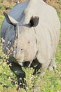 Close up view of endemic and endangered indian one horned rhino or greater one horned rhinoceros rhinoceros unicornis Royalty Free Stock Photo