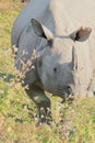 Close up view of endemic and endangered indian one horned rhino or greater one horned rhinoceros rhinoceros unicornis Royalty Free Stock Photo