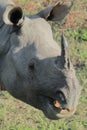 Close up view of endemic and endangered indian one horned rhino or greater one horned rhinoceros rhinoceros unicornis Royalty Free Stock Photo