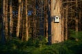 Close up view of eucalyptus trunk in foreground with hanging white birdhouse.