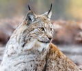 Close up view of an Eurasian lynx