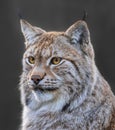 Close up view of an Eurasian lynx