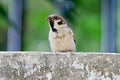 Close-up view of an Eurasian tree sparrow perching on the stone Royalty Free Stock Photo